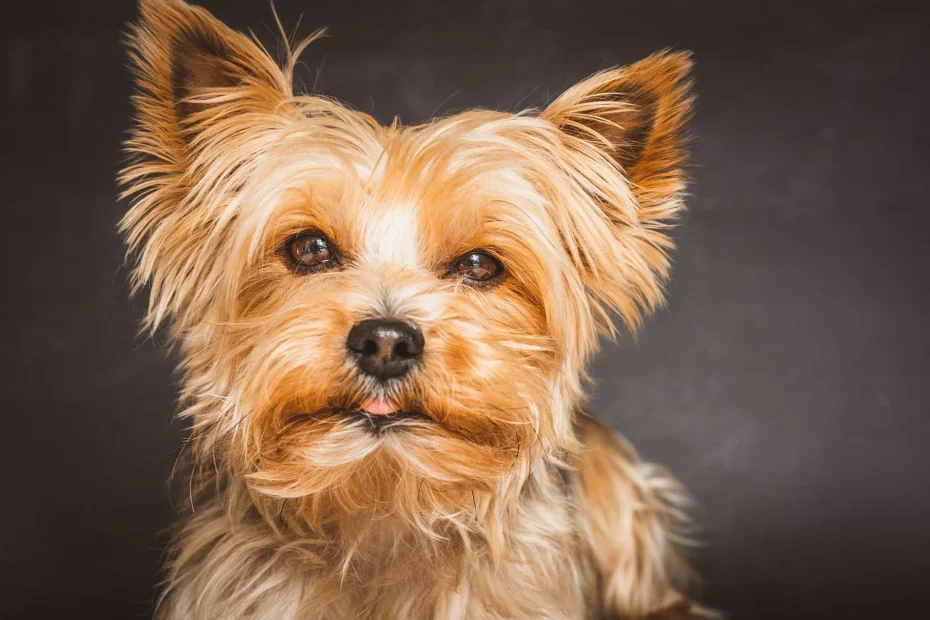 Yorkshire Terrier Puppy