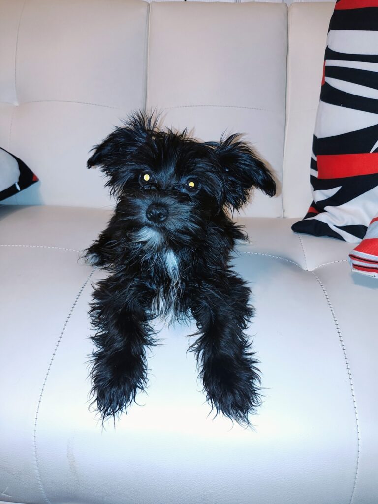 Morkie Puppy Breeder