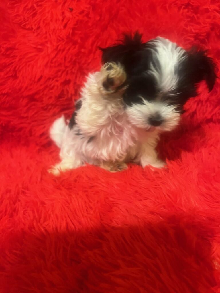 Morkie Fun
