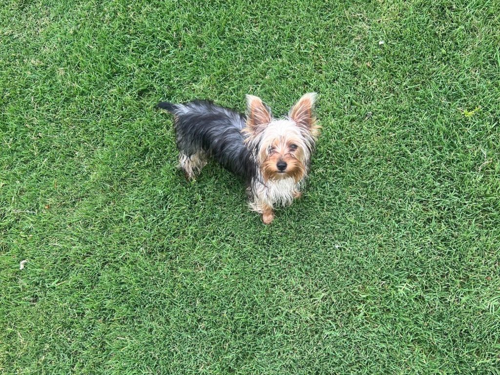 Sasha Teacup Yorkshire Terrier Adult Texas