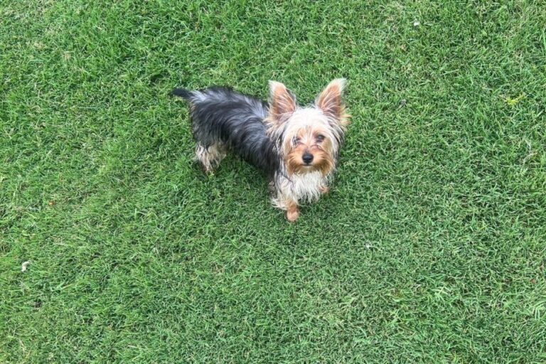 Yorkshire Terrier