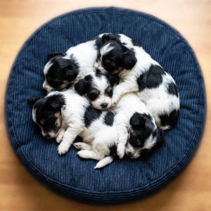 Morkie Puppies for Sale
