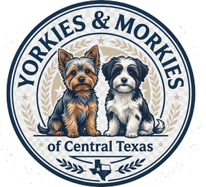 Yorkies & Morkies Central Texas