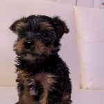 yorkie puppy for sale temple texas