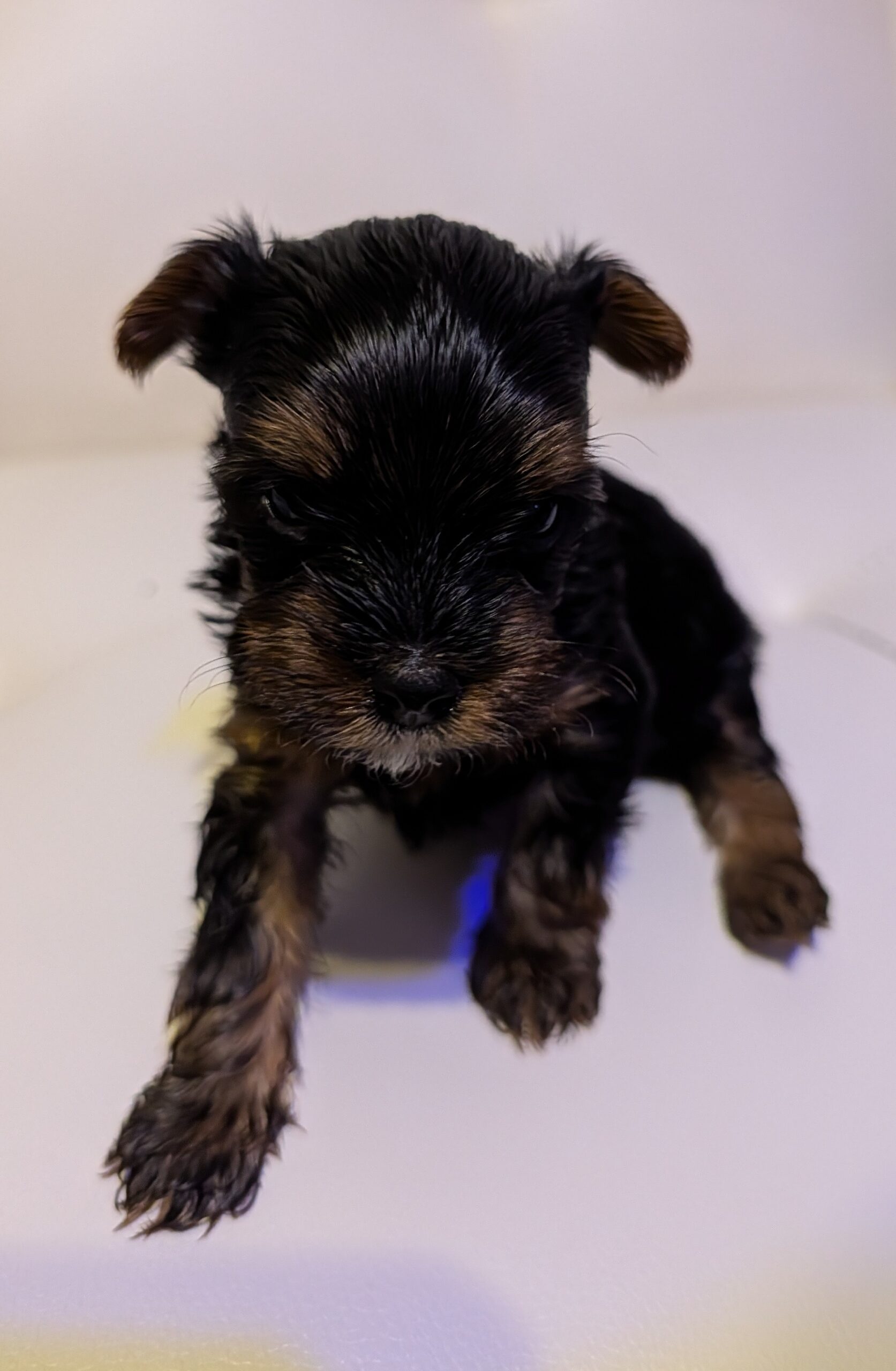 Yorkie puppies for sale Texas 