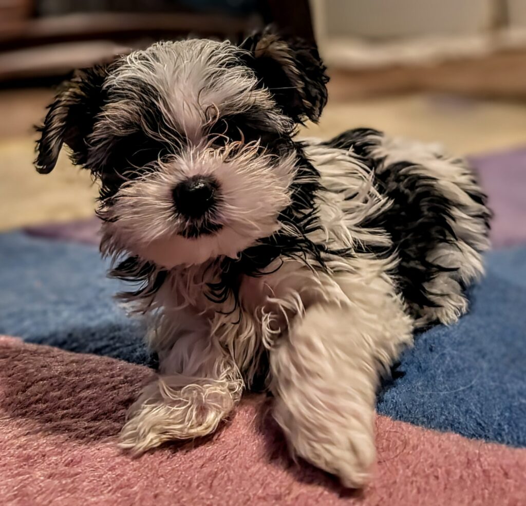 Morkie Puppy for sale
