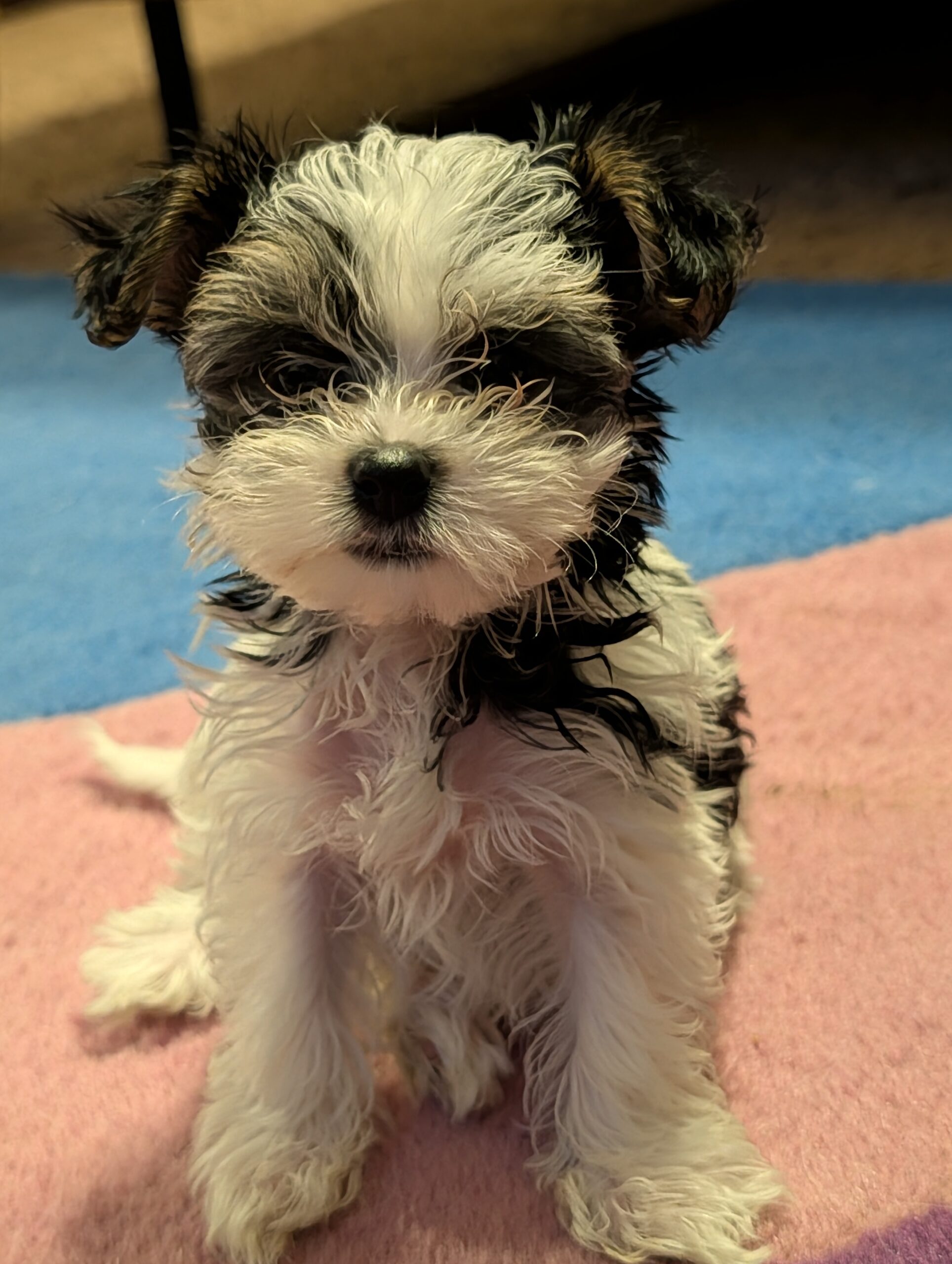 Morkie Puppy for sale - Merc