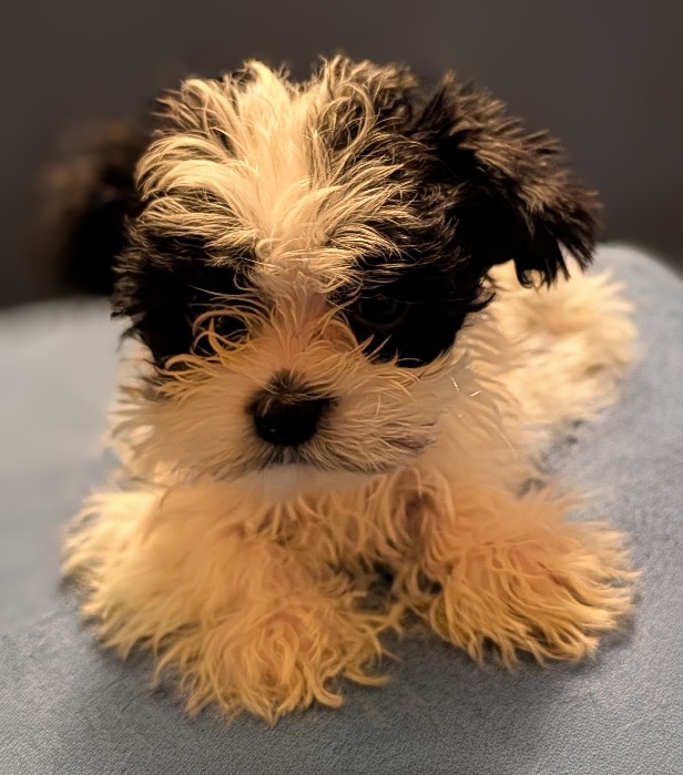 Morkie Puppy for Sale - Mars