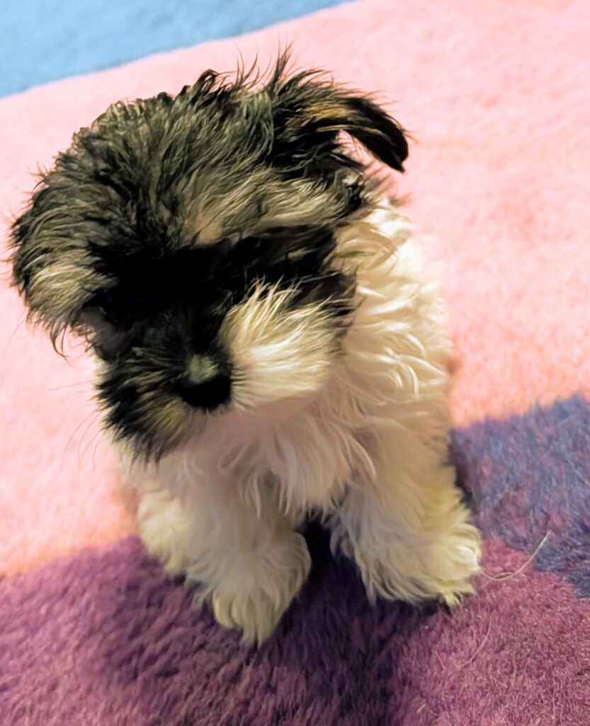 Venus Yorkie Puppy for Sale