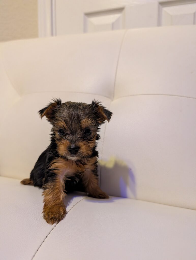 Teacup Yorkie for sale.