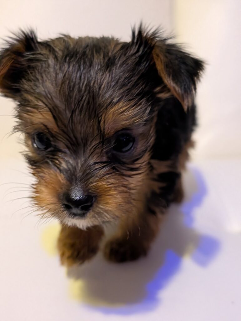 Tiny Yorkshire Terrier puppies for sale in Texas.