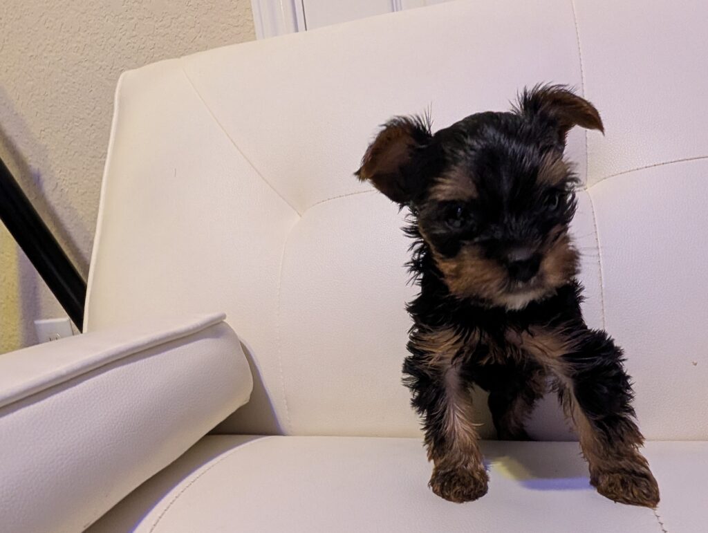 Yorkshire Terrier puppy for sale.