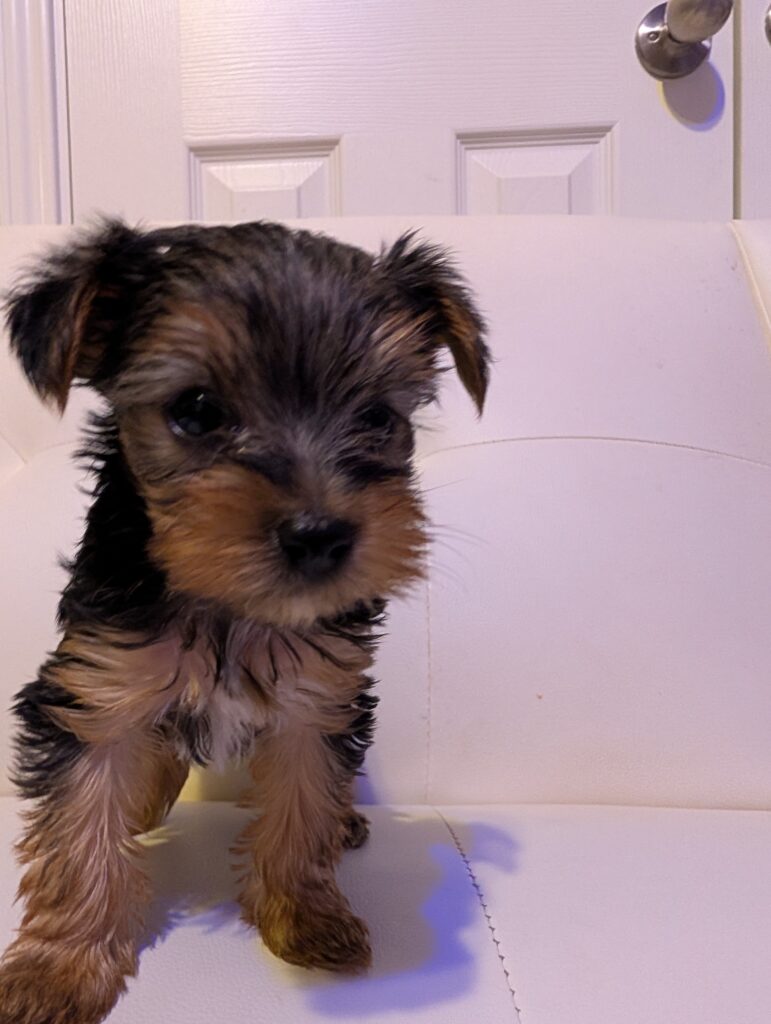 Yorkie puppies for sale Temple, TX