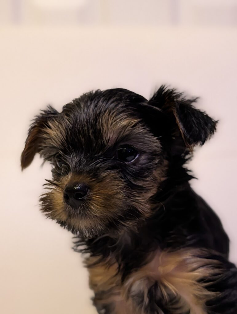 Yorkie puppy for sale. Central Texas. Temple, Belton, Waco, Austin, Killeen.
